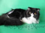 Baccara - Persian Cat For Sale - Yucca Valley, CA, US