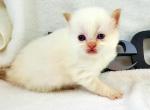 Wilbur White Cream point Blue eyes - Scottish Straight Cat For Sale - Ava, MO, US