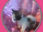 Princess - Munchkin Cat For Sale - FL, US