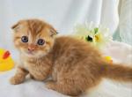 Ozzie Scottish Kilt - Munchkin Cat For Sale - Ava, MO, US