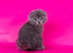 Mishellie - Scottish Fold Cat For Sale - Hollywood, FL, US