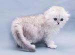 Hessie - Scottish Fold Cat For Sale - Hollywood, FL, US