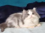 Jai - Scottish Straight Cat For Sale - Hollywood, FL, US