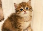 Olimp - Siberian Cat For Sale - Norwalk, CT, US