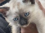 Siamese Kittens Female - Siamese Cat For Sale - Louisville, KY, US