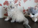 Princess - Siberian Cat For Sale - Norwalk, CT, US