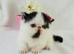 Mindy - Munchkin Cat For Sale - Ava, MO, US