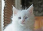 Elf - Maine Coon Cat For Sale - Miami, FL, US