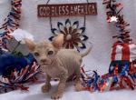 Pickles - Sphynx Cat For Sale - San Antonio, TX, US