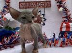 Dori - Sphynx Cat For Sale - San Antonio, TX, US