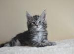 Ian - Maine Coon Cat For Sale - Miami, FL, US