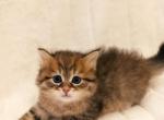 Orphey - Siberian Cat For Sale - Miami, FL, US