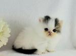 Mitzy - Munchkin Cat For Sale - Ava, MO, US