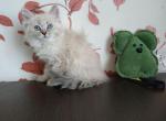 Nadira - Siberian Cat For Sale - Miami, FL, US