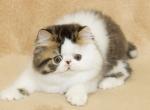 Lucian - Exotic Cat For Sale - Hollywood, FL, US