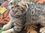 Maks - Scottish Fold Cat For Sale - Philadelphia, PA, US