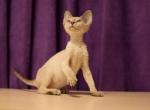 Elliot - Devon Rex Cat For Sale - Miami, FL, US