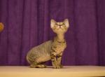 Evelin - Devon Rex Cat For Sale - Miami, FL, US