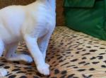 Rodex - Devon Rex Cat For Sale - Miami, FL, US