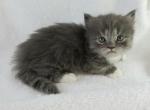 Thomas - Munchkin Cat For Sale - Ava, MO, US