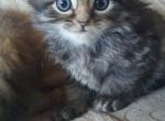 mikki - Scottish Fold Cat For Sale - Philadelphia, PA, US