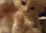 Sun - Scottish Fold Cat For Sale - Philadelphia, PA, US