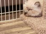 Willows Himalayan kittens - Himalayan Cat For Sale - Greenville, OH, US