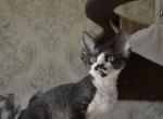 Eremey - Devon Rex Cat For Sale - Miami, FL, US