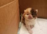 Precious litter - Persian Cat For Sale - Greenville, OH, US