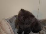 Persian Female - Persian Cat For Adoption - Greenwood, SC, US