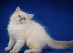 Marseille - Siberian Cat For Sale - Miami, FL, US