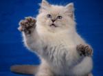 Matilda - Siberian Cat For Sale - Miami, FL, US