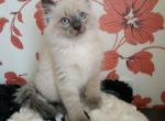 Vasilisk - Siberian Cat For Sale - Miami, FL, US