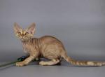 Keks - Devon Rex Cat For Sale - Miami, FL, US