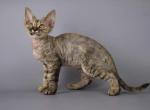 Katalina - Devon Rex Cat For Sale - Miami, FL, US