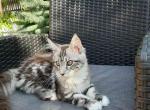 Missis X - Maine Coon Cat For Sale - Hollywood, FL, US