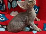 Lilu - Devon Rex Cat For Sale - Miami, FL, US