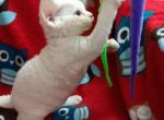 Bella - Devon Rex Cat For Sale - Miami, FL, US