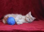 Bendjamin - Maine Coon Cat For Sale - Hollywood, FL, US