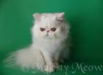 Oscar - Persian Cat For Sale - Yucca Valley, CA, US