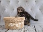 Oliver - Scottish Fold Cat For Sale - Hollywood, FL, US