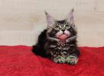 Love - Maine Coon Cat For Sale - Miami, FL, US