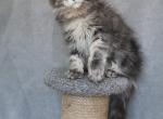 Samurai - Maine Coon Cat For Sale - Miami, FL, US