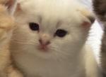 Li - Scottish Fold Cat For Sale - Philadelphia, PA, US