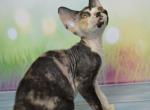 Evangelina - Devon Rex Cat For Sale - Miami, FL, US