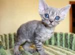 Tiffany - Devon Rex Cat For Sale - Miami, FL, US