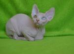 Yanus - Sphynx Cat For Sale - Pembroke Pines, FL, US