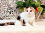 Diana - Scottish Fold Cat For Sale - Norwalk, CT, US