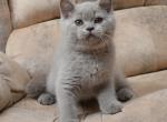 Ulian - British Shorthair Cat For Sale - Miami, FL, US