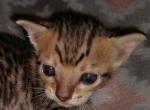 Savannah Roses F7SBT litter - Serengeti Cat For Sale - Franklin, NC, US